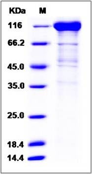 SDS-PAGE analysis of Cynomolgus IL6ST protein