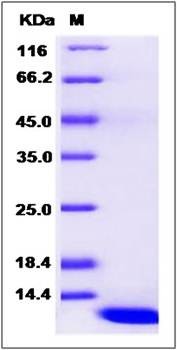 SDS-PAGE analysis of human ERAF protein (Native)