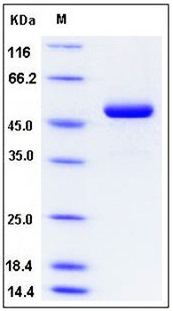 SDS-PAGE analysis of Mouse IFNA14 Fc tag protein