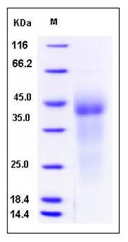 SDS-PAGE analysis of Human GPR37 protein (His Tag)
