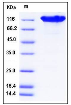 SDS-PAGE analysis of mouse ACE2 Fc tag protein