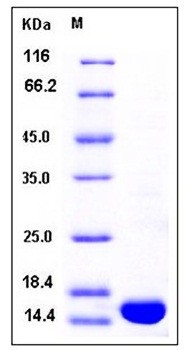 SDS-PAGE analysis of Rat TNF alpha protein