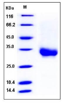 SDS-PAGE analysis of Human CD32a His AVI tag (131 Arg/His) protein