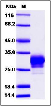 SDS-PAGE analysis of human CD32a protein (His Tag)
