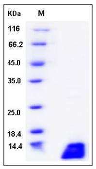 SDS-PAGE analysis of Canine IL4 protein (Native)