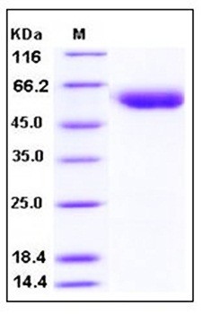 SDS-PAGE analysis of human SerpinA7 His tag protein