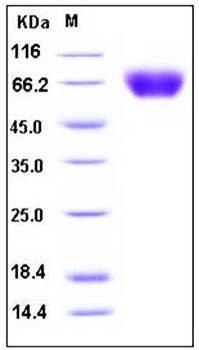 SDS-PAGE analysis of Human ICAM1 His tag protein