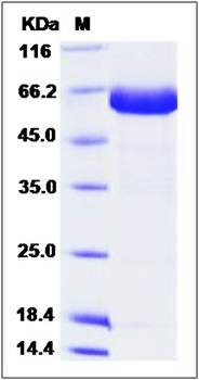 SDS-PAGE analysis of Cynomolgus EpCAM protein