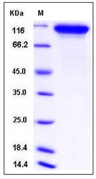 SDS-PAGE analysis of Mouse NLGN1 protein (His Tag)