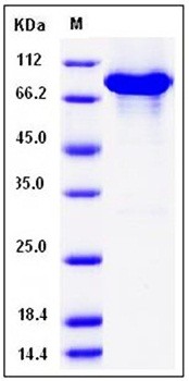 SDS-PAGE analysis of Human KEAP1 His GST AVI tag protein