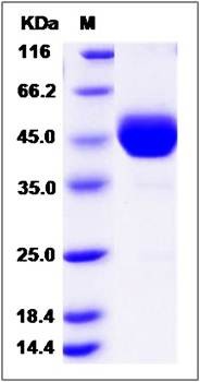 SDS-PAGE analysis of canine ALK-1 protein