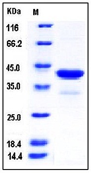 SDS-PAGE analysis of Human PCBP1 His tag protein