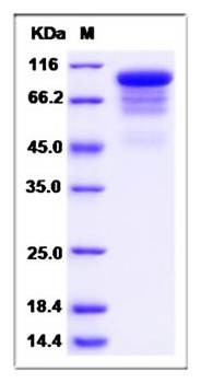 SDS-PAGE analysis of human CD114 protein