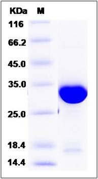 SDS-PAGE analysis of Human PSME3 protein (His Tag)
