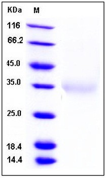 SDS-PAGE analysis of Human IL24 His tag protein