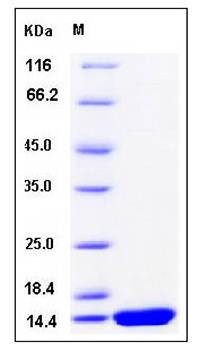 SDS-PAGE analysis of Rat IL2 protein (Native)