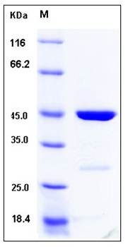 SDS-PAGE analysis of human CDKN2D protein (GST Tag)