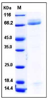 SDS-PAGE analysis of Human PGA4 Fc tag protein