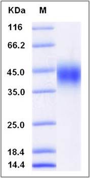 SDS-PAGE analysis of human CD16a protein (His Tag)