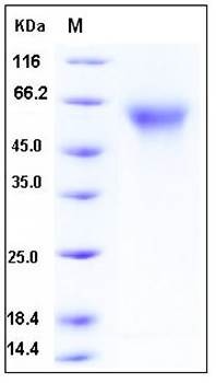 SDS-PAGE analysis of human CD55 His tag protein