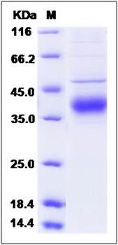 SDS-PAGE analysis of human Angiopoietin-4 protein (His Tag)