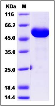 SDS-PAGE analysis of cynomolgus IFNA8 protein
