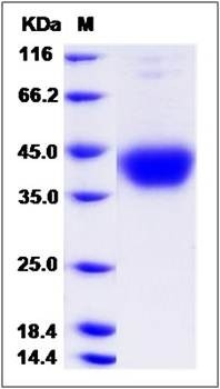 SDS-PAGE analysis of Cynomolgus CD200 protein (His Tag)
