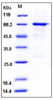 SDS-PAGE analysis of human SPG3A GST tag protein