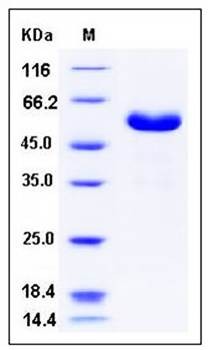 SDS-PAGE analysis of Human CD32a Fc tag protein