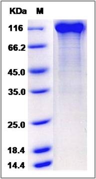 SDS-PAGE analysis of Cynomolgus CD22 protein
