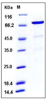 SDS-PAGE analysis of human CDC37 GST tag protein