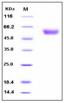 SDS-PAGE analysis of Human Podoplanin Fc His tag protein