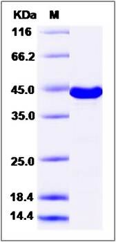 SDS-PAGE analysis of Human MAPK12 protein