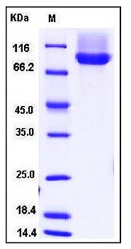 SDS-PAGE analysis of Human NRP1 His tag protein