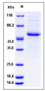 SDS-PAGE analysis of Human IFNA7 protein
