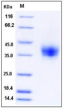 SDS-PAGE analysis of Cynomolgus CD16 His tag protein