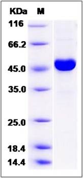 SDS-PAGE analysis of human CRIP2 protein (GST Tag)