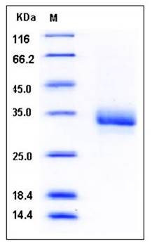 SDS-PAGE analysis of Human CD32b His AVI tag protein