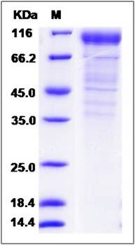SDS-PAGE analysis of Cynomolgus CD36 protein
