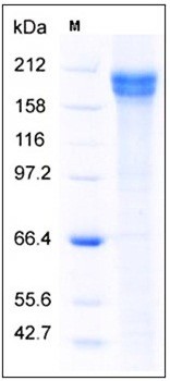 SDS-PAGE analysis of Human JAG1 Fc tag protein