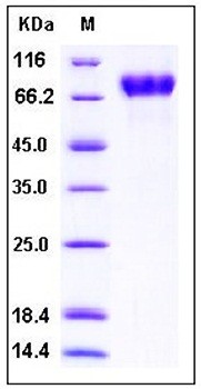 SDS-PAGE analysis of Human ICAM2 Fc His tag protein