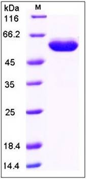 SDS-PAGE analysis of human EPOR Fc tag protein