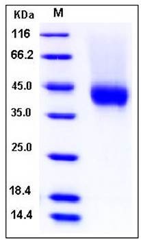 SDS-PAGE analysis of Cynomolgus CD16 His AVI tag protein
