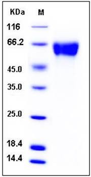 SDS-PAGE analysis of rat GFRA1 His tag protein