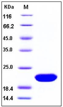 SDS-PAGE analysis of human FGF10 protein