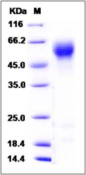 SDS-PAGE analysis of Human IL1R1 protein