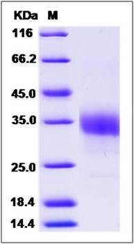 SDS-PAGE analysis of Cynomolgus ACVR2B, protein