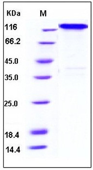 SDS-PAGE analysis of human TNFRSF8 Fc His tag protein