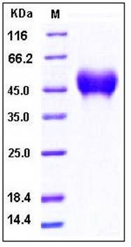 SDS-PAGE analysis of human CD16a His tag protein