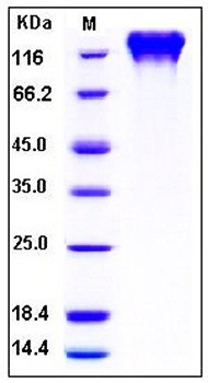 SDS-PAGE analysis of Human ICAM3 Fc His tag protein